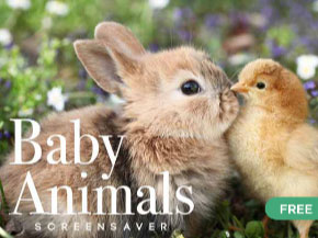 Baby Animals Screen Saver